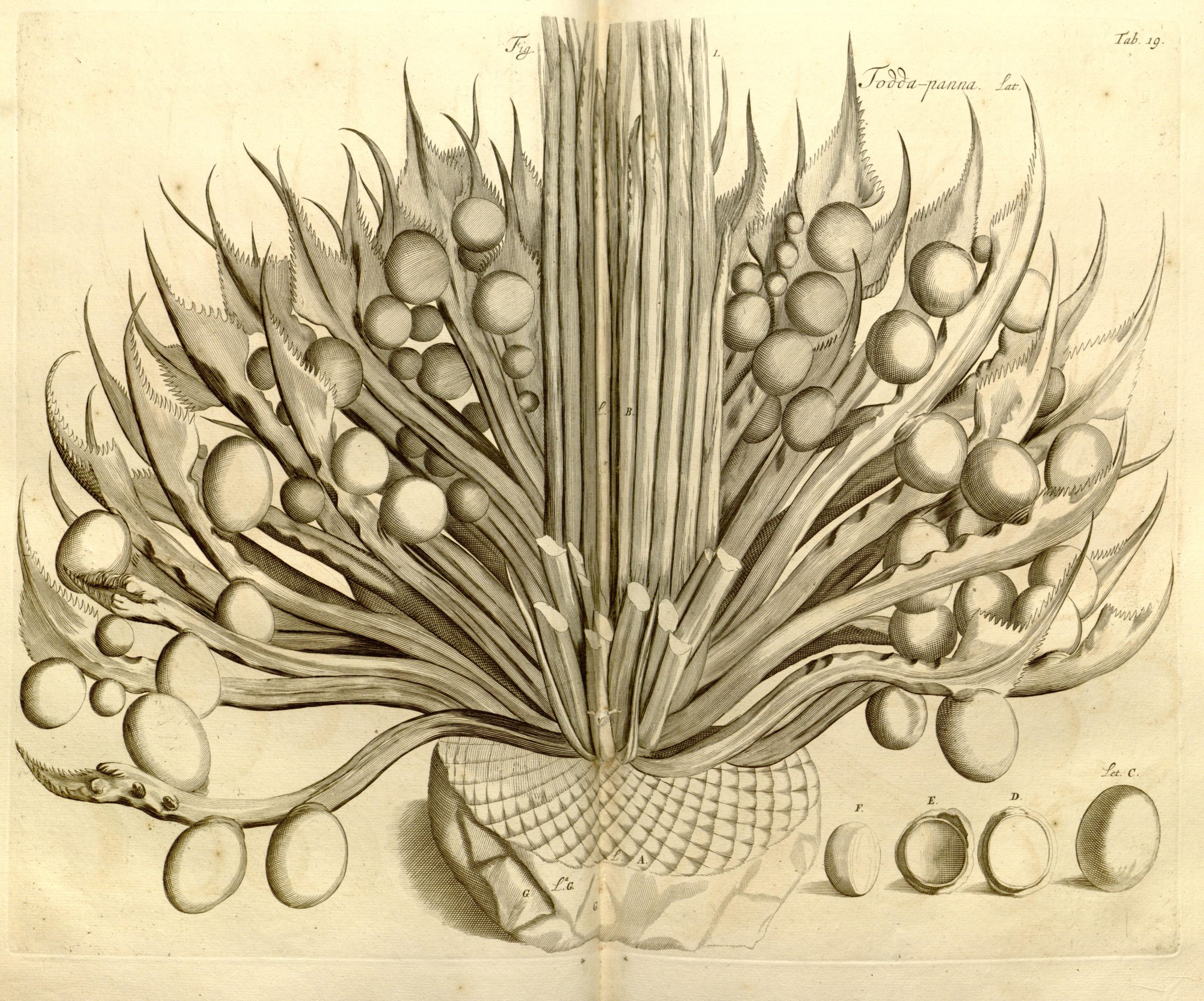 shows a detailed illustration from an old botany book of the open flower of the toda panna